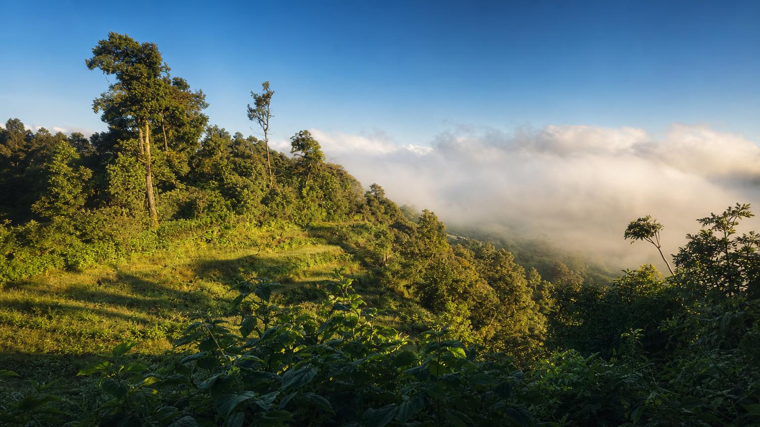 Morning light on a terraced hillside in Nepal's mid-hills, with cloud filling the valley below and coffee planted along the slope.